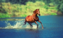河水,马儿跑步图片 4000x2478像素