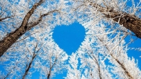 冬天,树木,天空,浪漫的心形,雪,4K风景壁纸图片 4200x2800