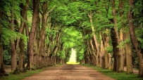 自然,绿色 公路,道路,树木,风景,4K壁纸 4288x2848