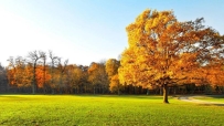秋天的树,美丽,自然,4K风景壁纸 4500x2164