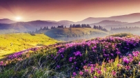 丘陵 粉色的鲜花,树木,太阳,自然风景4K壁纸 3840x2160