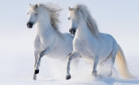 二匹马高清4K桌面壁纸 3840x2360像素